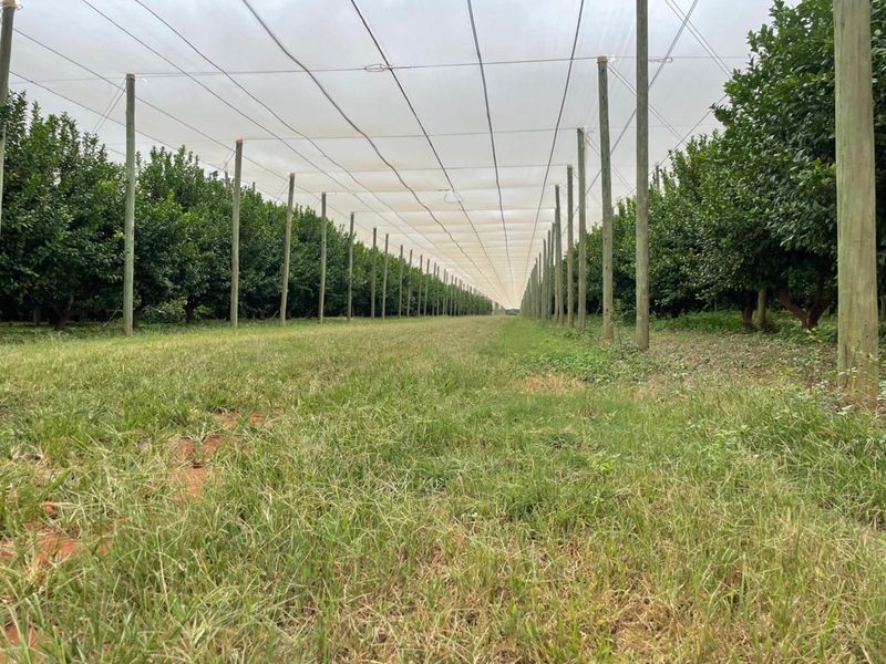 Farm For Sale in Polokwane Rural - Photo 7