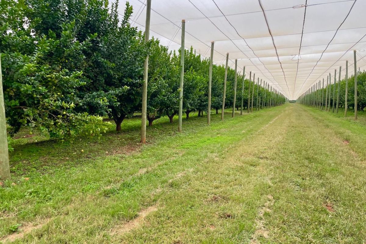 Farm For Sale in Polokwane Rural - Photo 5