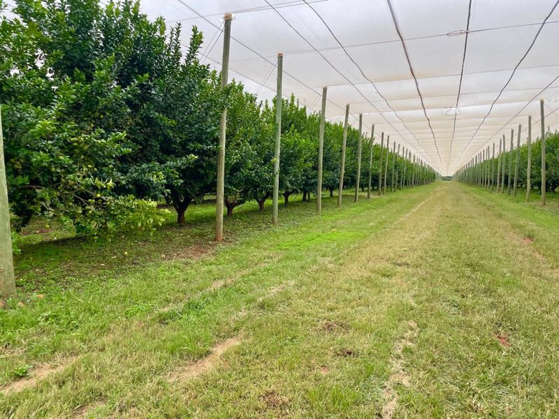 Farm For Sale in Polokwane Rural - Photo 5