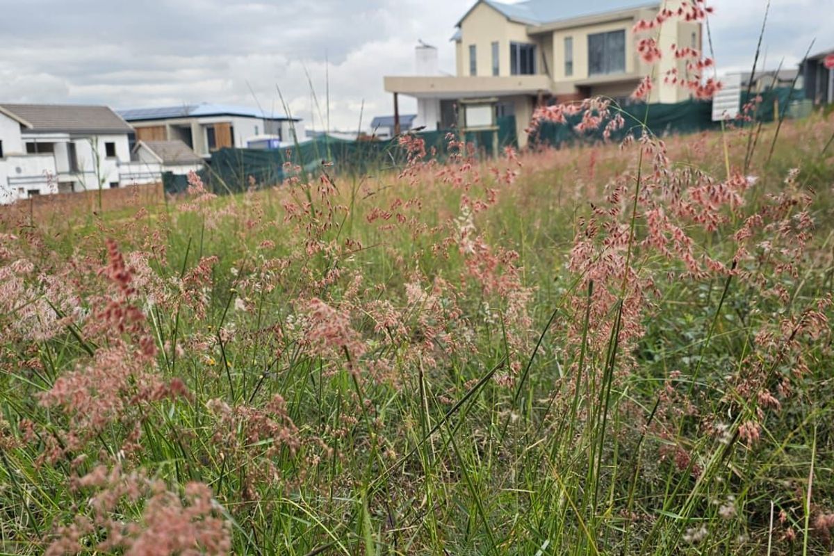 Vacant Land Residential For Sale in The Hills Game Reserve Estate - Photo 4
