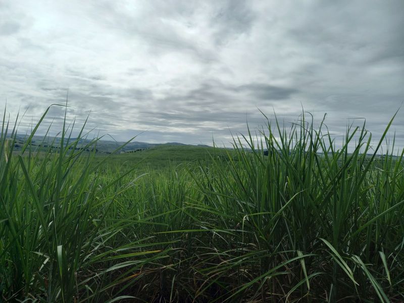 Farm For Sale in Ballito Rural - Photo 9