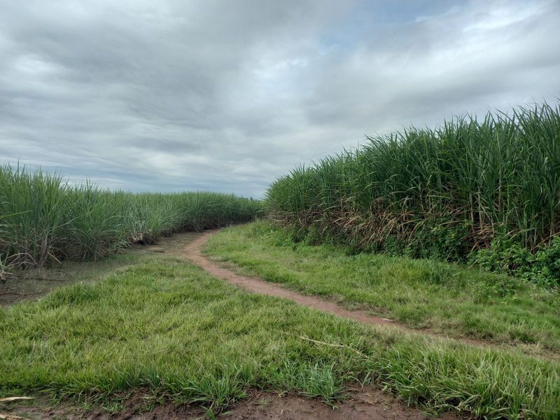 Farm For Sale in Ballito Rural - Photo 6