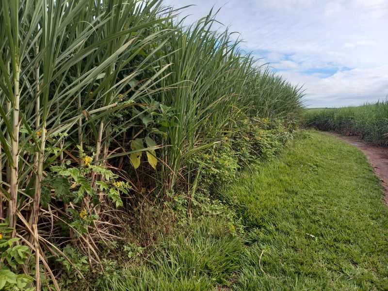 Farm For Sale in Ballito Rural - Photo 8