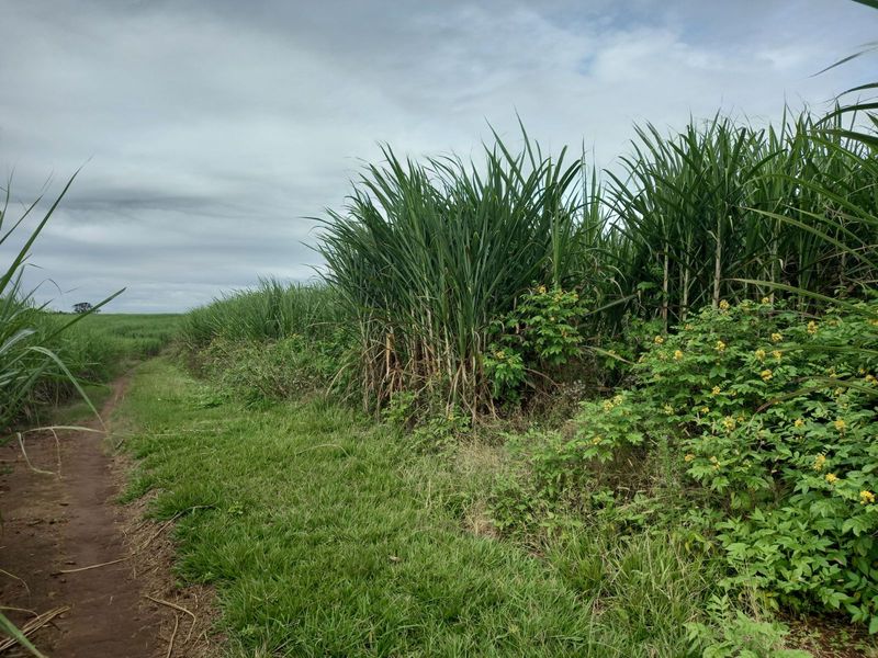 Farm For Sale in Ballito Rural - Photo 7