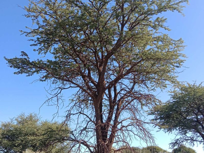 Vacant Land Residential For Sale in Kathu Central - Photo 4