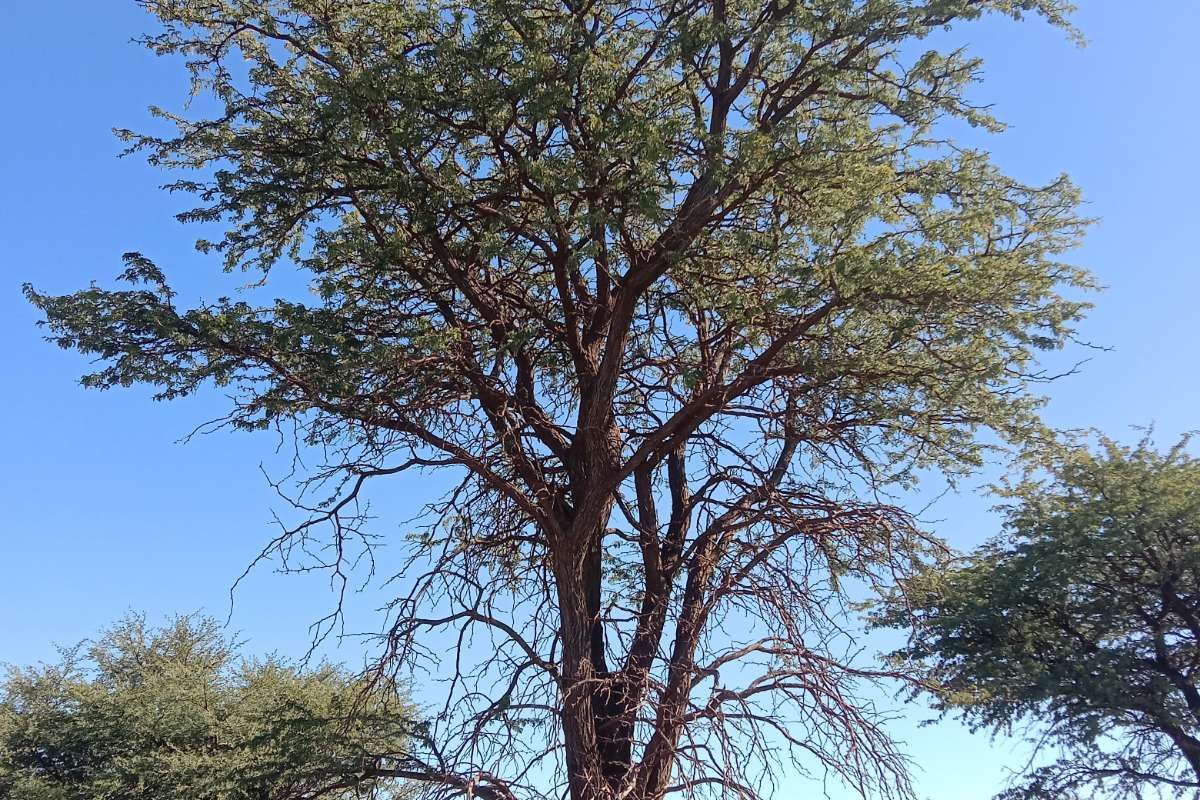 Vacant Land Residential For Sale in Kathu Central - Photo 4