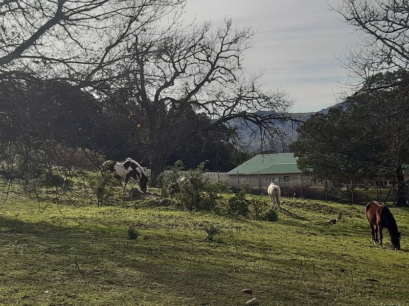 House For Sale in Grabouw Central - Photo 5