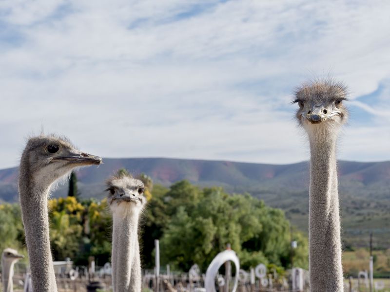 Farm For Sale in Oudtshoorn Rural - Photo 9
