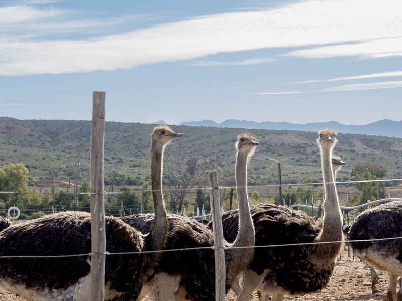 Farm For Sale in Oudtshoorn Rural - Photo 8