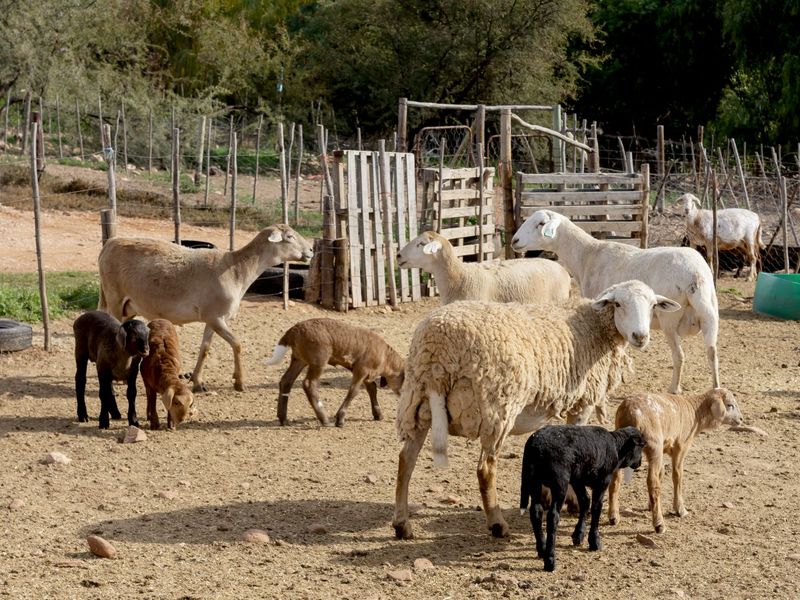 Farm For Sale in Oudtshoorn Rural - Photo 7
