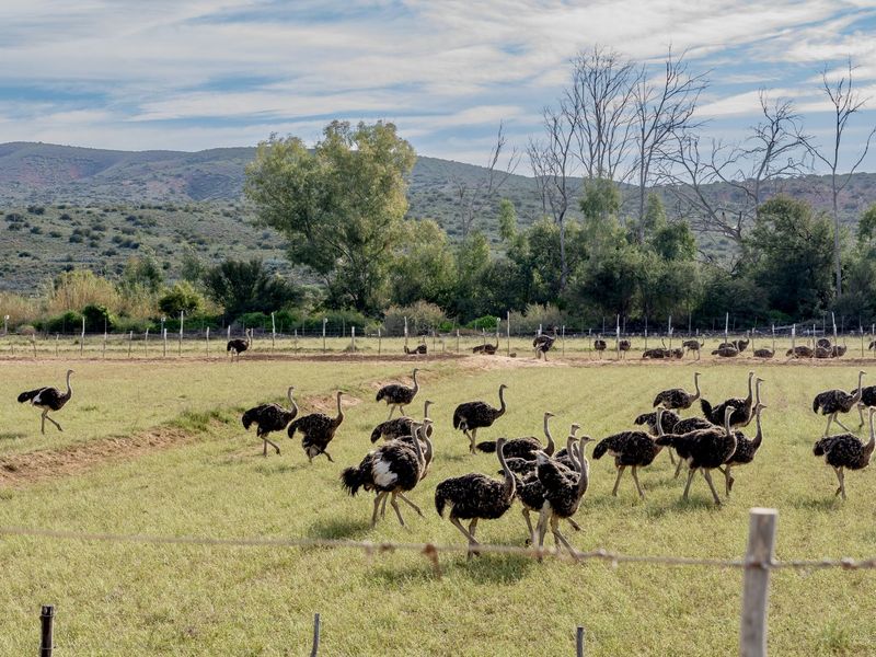 Farm For Sale in Oudtshoorn Rural - Photo 10
