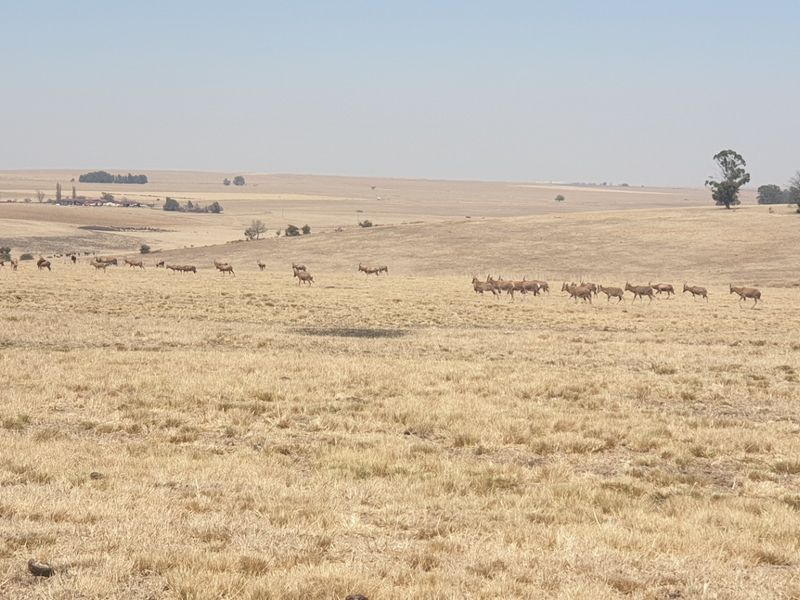Farm For Sale in Morgenzon Central - Photo 10