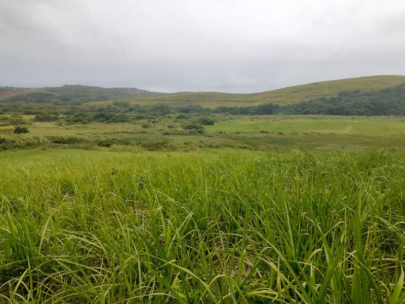 Farm For Sale in Compensation Beach - Photo 4