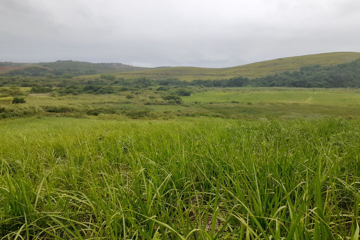 Farm For Sale in Compensation Beach - Photo 4