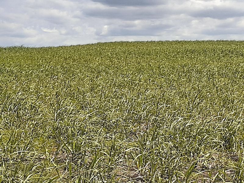 Farm For Sale in Fraser - Photo 5