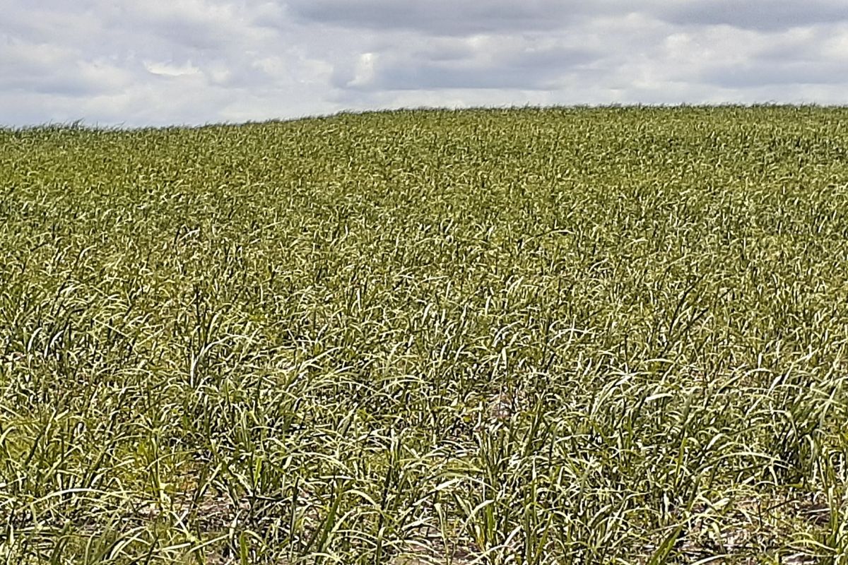 Farm For Sale in Fraser - Photo 5