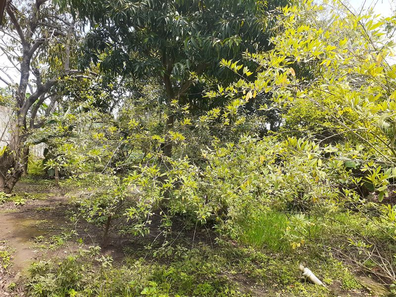 Farm For Sale in Fraser - Photo 5