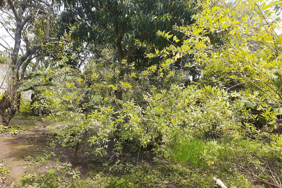 Farm For Sale in Fraser - Photo 5