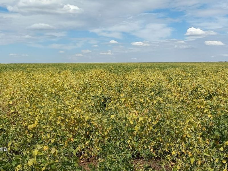 Farm For Sale in Makwassie Central - Photo 5