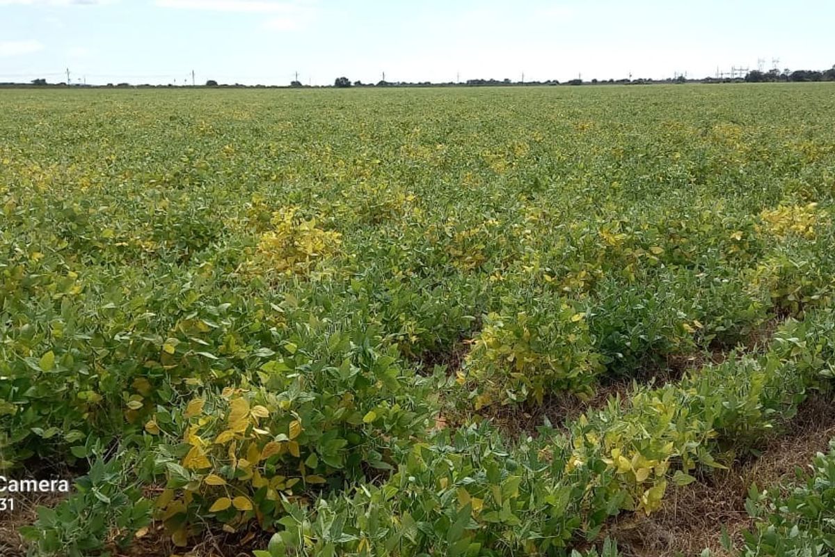 Farm For Sale in Makwassie Central - Photo 2