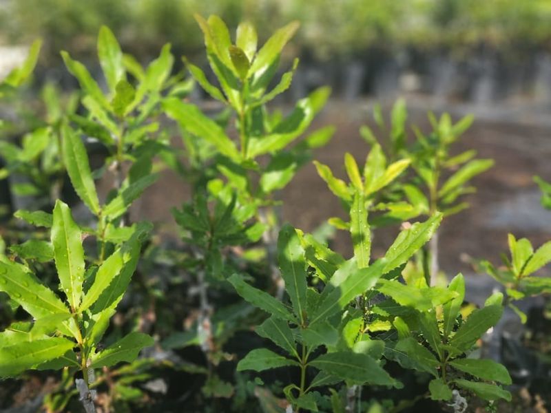 Farm For Sale in Nelspruit Rural - Photo 8