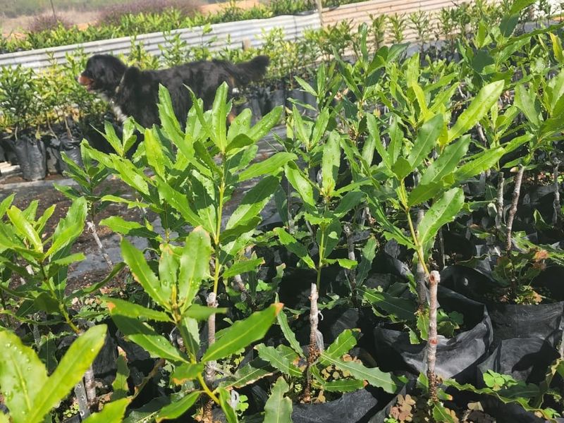 Farm For Sale in Nelspruit Rural - Photo 9