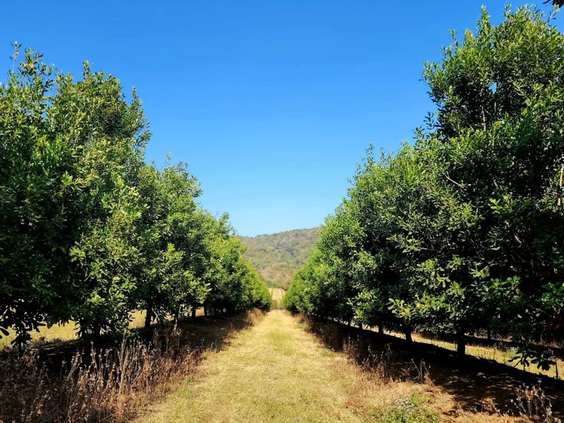 Farm For Sale in Nelspruit Rural - Photo 10