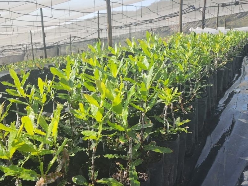 Farm For Sale in Nelspruit Rural - Photo 4