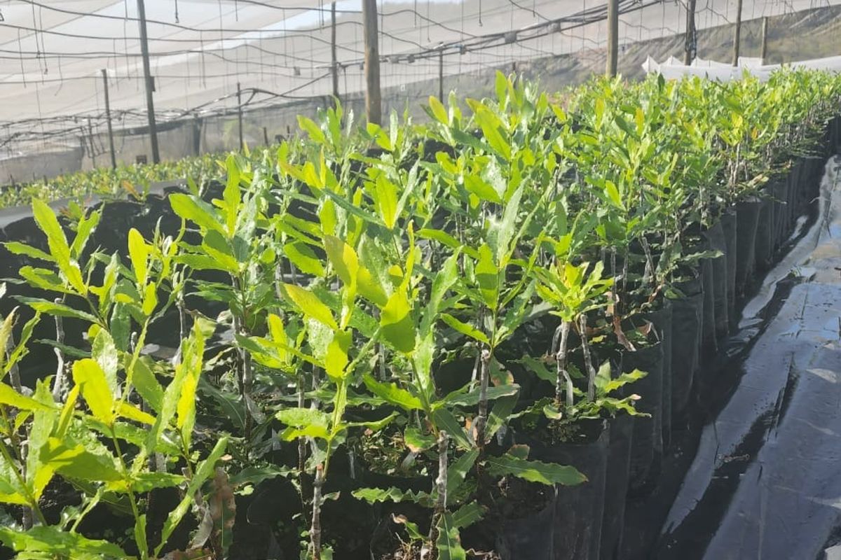 Farm For Sale in Nelspruit Rural - Photo 4