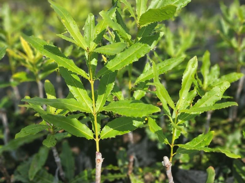 Farm For Sale in Nelspruit Rural - Photo 7