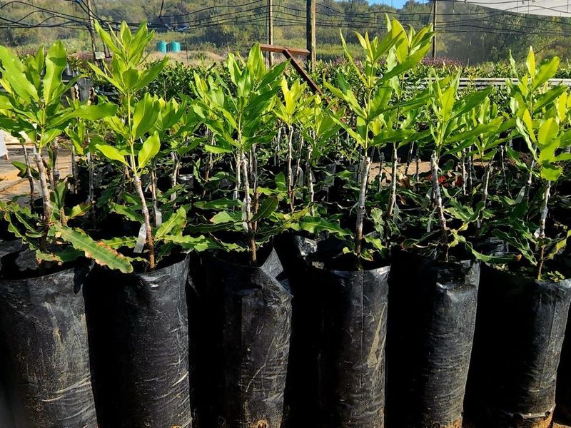 Farm For Sale in Nelspruit Rural - Photo 6