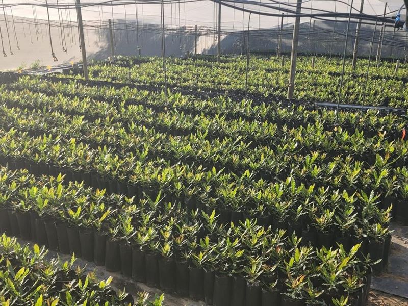 Farm For Sale in Nelspruit Rural - Photo 3