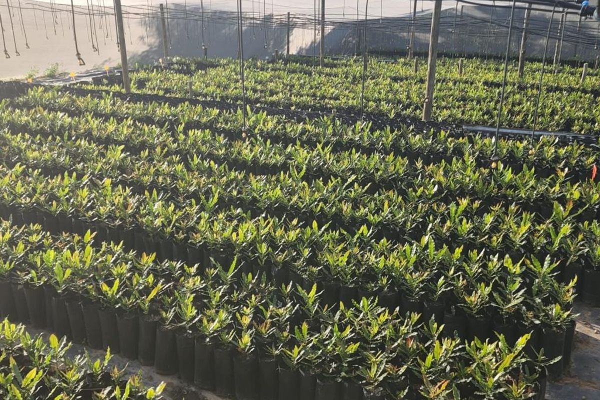 Farm For Sale in Nelspruit Rural - Photo 3