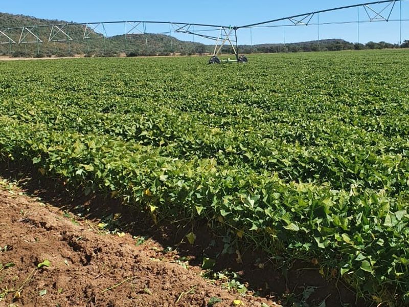 Farm For Sale in Modimolle Rural - Photo 4