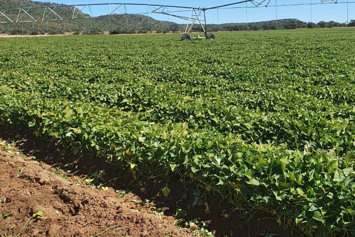Farm For Sale in Modimolle Rural - Photo 4