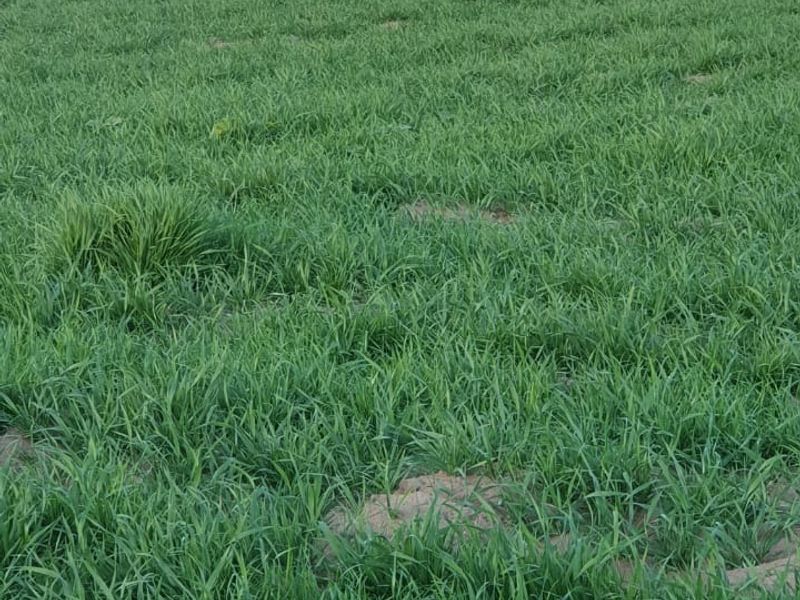 Farm For Sale in Modimolle Rural - Photo 5