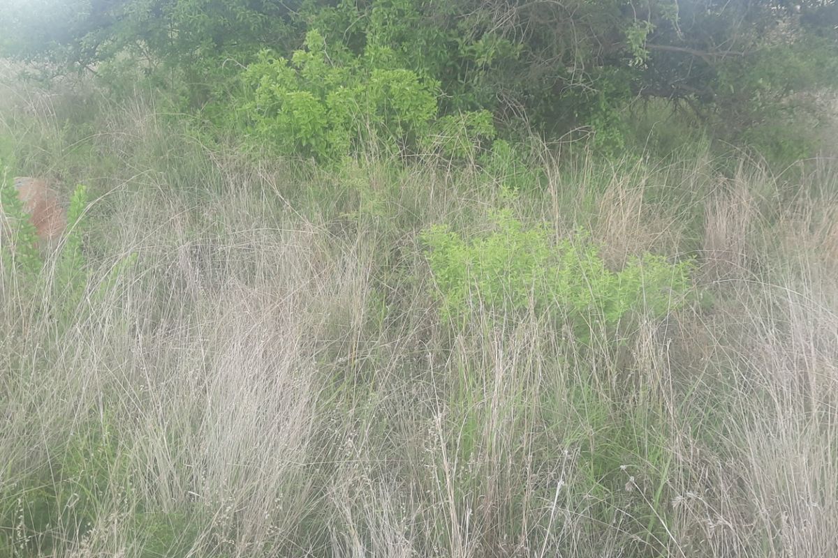 Vacant Land Residential For Sale in Sterpark - Photo 3