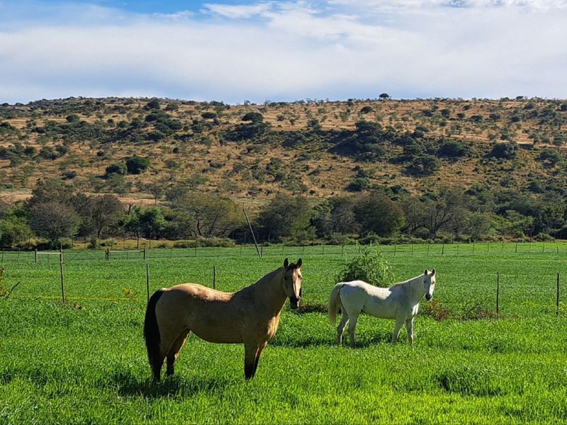 Farm For Sale in Adelaide Central - Photo 4