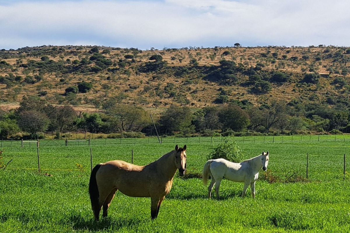 Farm For Sale in Adelaide Central - Photo 4