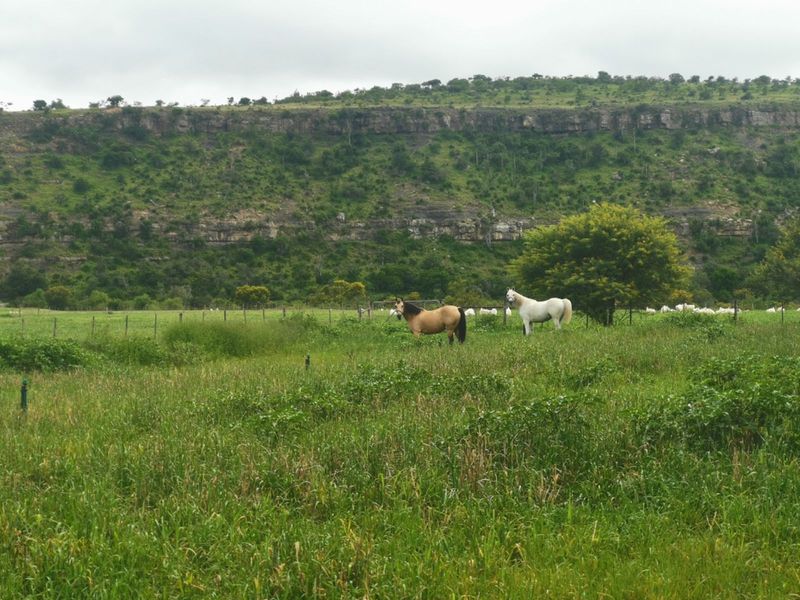 Farm For Sale in Adelaide Central - Photo 6