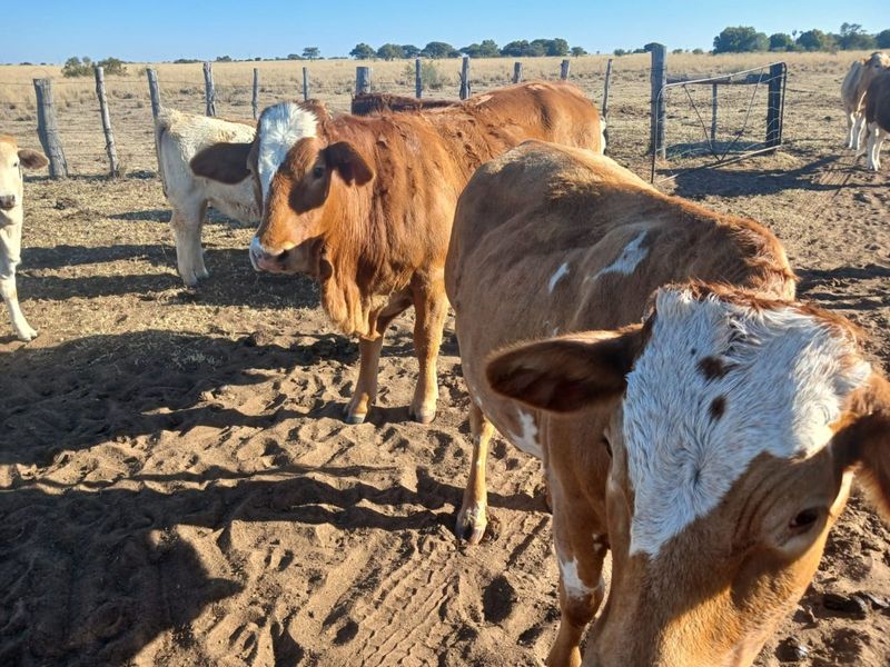 Farm For Sale in Vryburg Rural - Photo 10