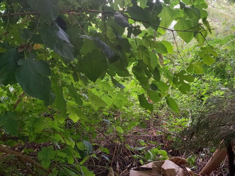 Vacant Land Residential For Sale in Rooiberg - Photo 3