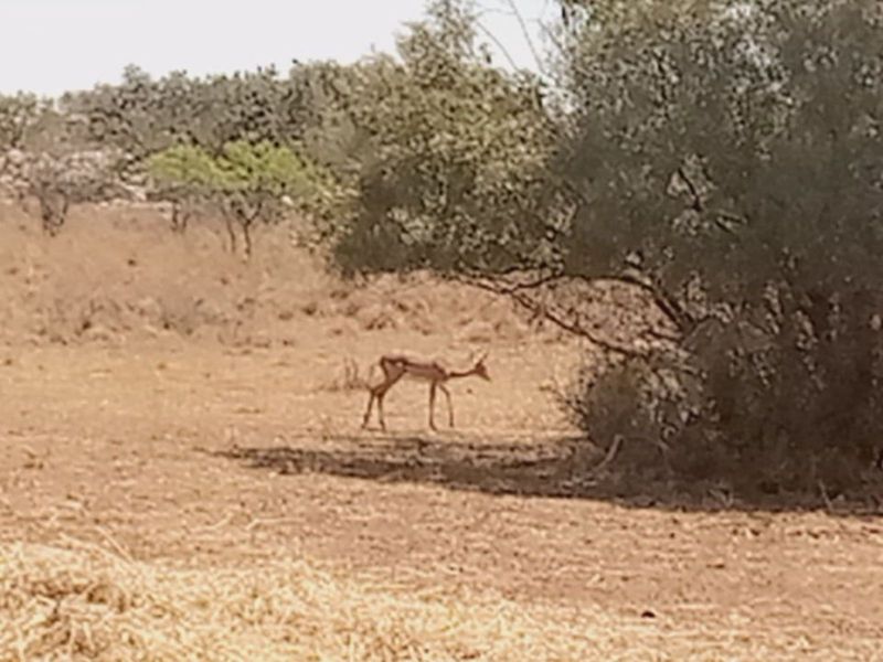 Farm For Sale in Lichtenburg Central - Photo 6