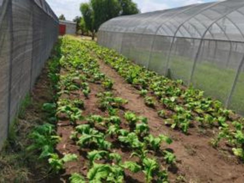 Farm For Sale in Winterveldt - Photo 8