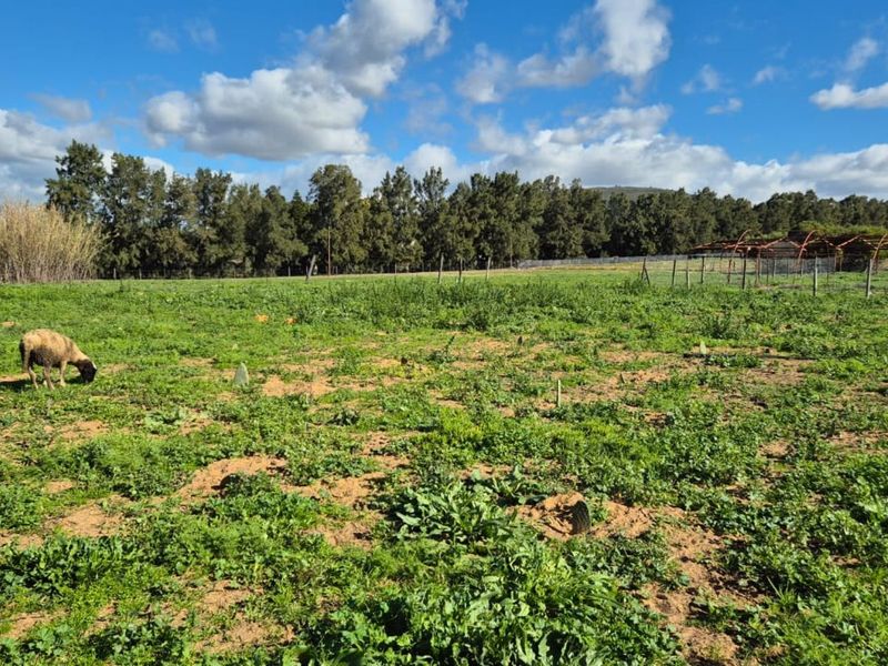 Farm For Sale in Malmesbury Rural - Photo 10