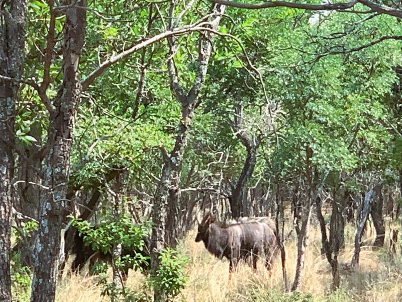 Vacant Land Residential For Sale in Koro Creek Golf Estate - Photo 4