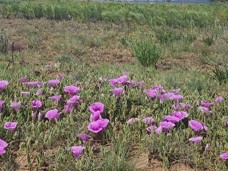 Vacant Land Residential For Sale in Vaal Marina Central - Photo 9