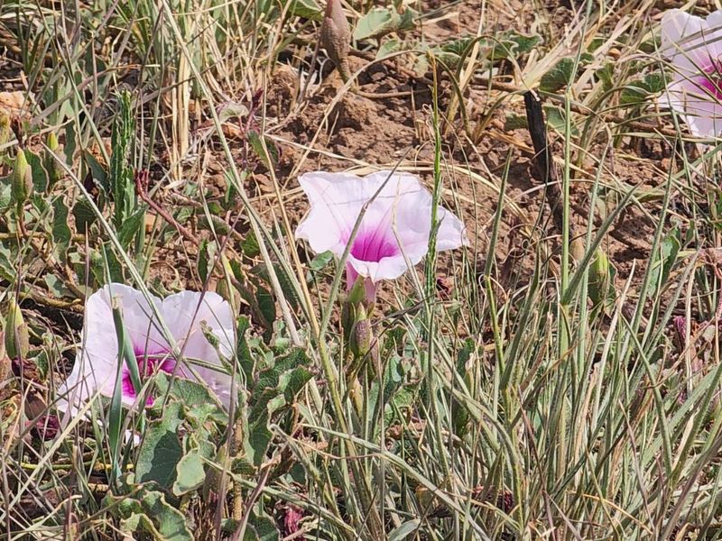 Vacant Land Residential For Sale in Vaal Marina Central - Photo 8