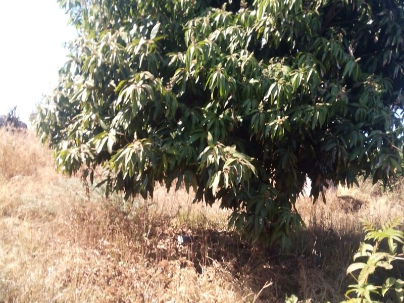 House For Sale in Zebediela Estate - Photo 6