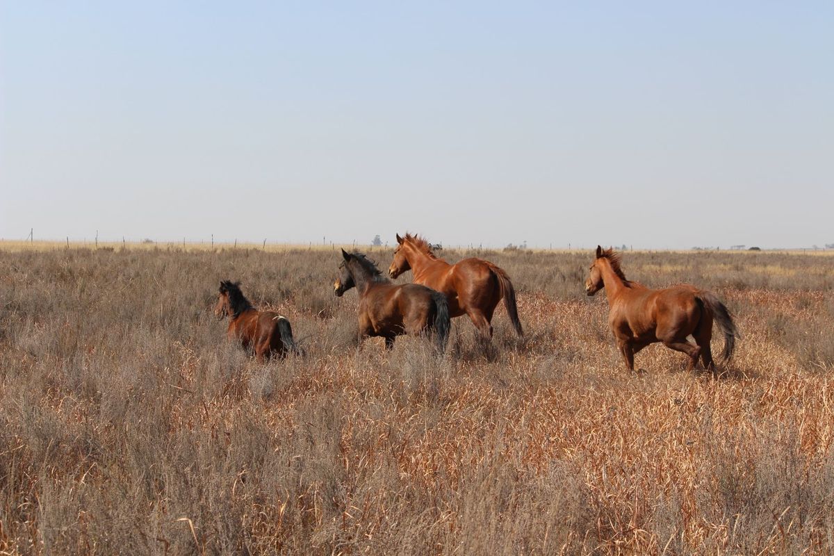 Farm For Sale in Cullinan Rural - Photo 4